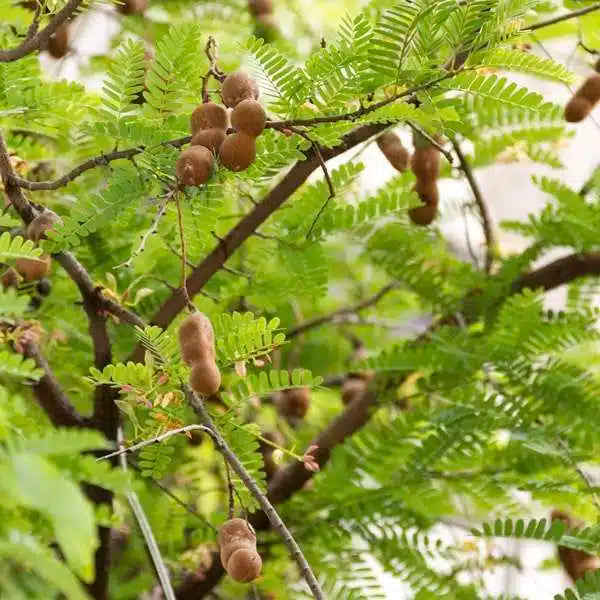 Whole fresh sour tamarind pods with brown shells and exposed dark tangy pulp.